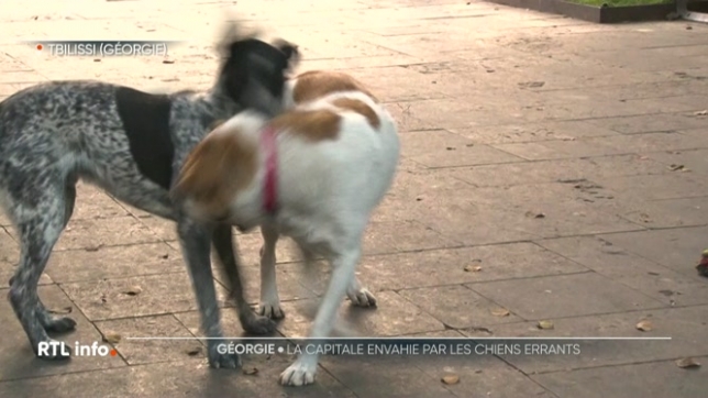 Dans les rues de la capitale géorgienne Tbilissi, ce genre de scène fait partie du quotidien : des chiens errants nourris par la communauté, portant des médailles de la municipalité à l'oreille, se prélassent partout dans la ville. Ces chiens en liberté suscitent à la fois l'affection et la peur.