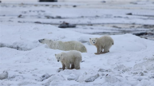 Des chercheurs au Canada ont récemment observé un très rare cas d’adoption par une ourse polaire d’un ourson qui n’est pas le sien, dans le nord du pays. «Seulement 13 cas (d’adoption) ont été répertoriés en 45 ans», a expliqué Evan Richardson, chercheur au ministère canadien de l’Environnement, qui étudie le plus grand prédateur de l’Arctique depuis 25 ans.