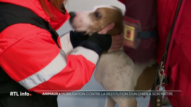 La mobilisation était très importante ce matin pour Ruben, un chien de chasse, qui a été confisqué à son propriétaire pour des soupçons de maltraitance. Le ministre wallon du bien-être animal a ordonné sa restitution. Mais l'association qui avait recueilli le chien est contre cette décision.
