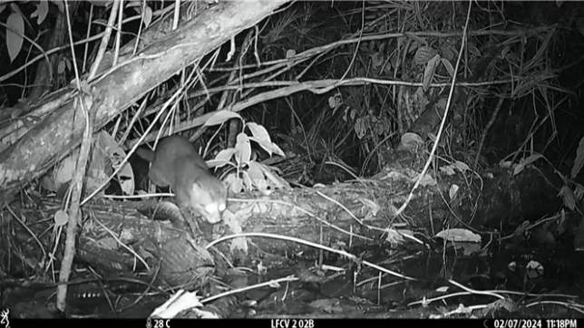 Un chat à tête plate, rare espèce de félin considérée comme probablement éteinte en Thaïlande, a été repéré dans un sanctuaire de la faune sauvage près de trois décennies après avoir été vu pour la dernière fois dans le pays.