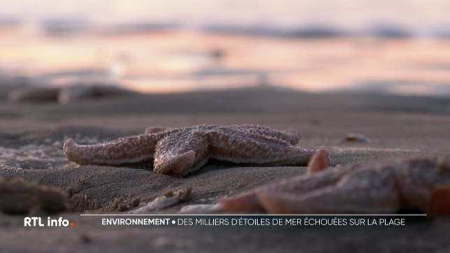 La plage de La Panne s'est retrouvée sous un tapis d’étoiles de mer. Des milliers de ces animaux marins se sont échoués sur le sable. Une scène à laquelle ont assisté des vacanciers médusés.
