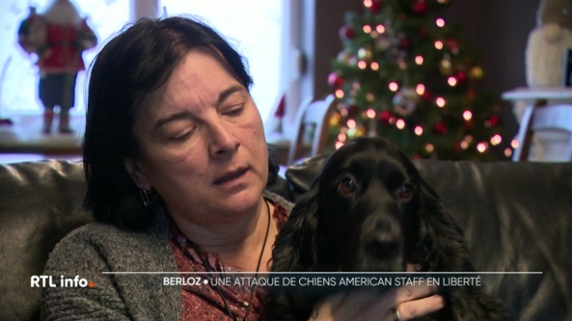 Un cocker a été agressé par deux American Staff laissés en liberté à Berlo, en province de Liège. Rappel des règles et des responsabilités liées à cette race de chien.