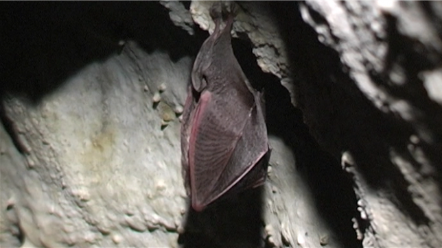«Les animaux sont déboussolés» : le gel est très important pour la faune et la flore locale