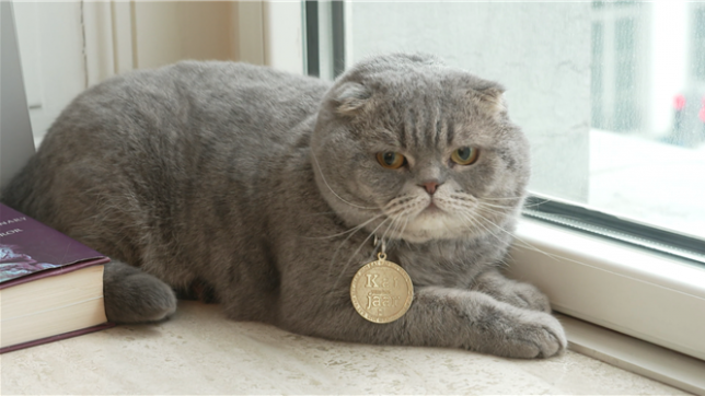 Maximus, le chat de Bart De Wever, couronné chat de l'année par la presse flamande