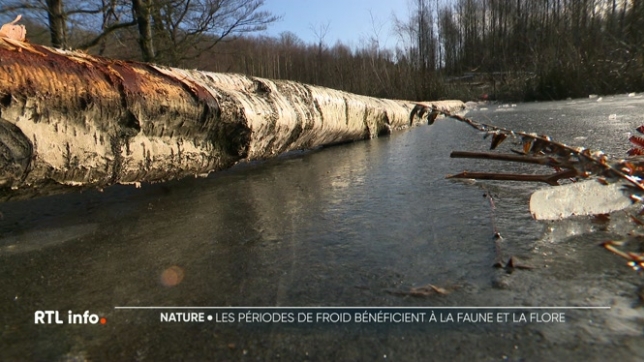 Si le gel peut parfois causer des désagréments, il est aussi très utile pour la nature. Qu'il s'agisse de la faune ou de la flore, il contribue à préserver l'équilibre de certains écosystèmes qui en ont grandement besoin.