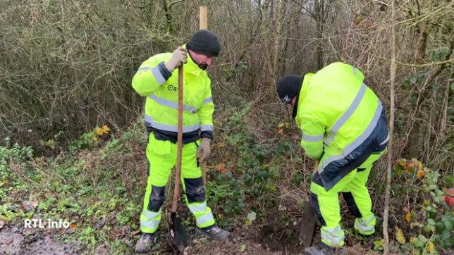 C'est un projet unique en Wallonie qui vient de se concrétiser sur le territoire de Comines-Warneton dans le Hainaut : les arbres de la mémoire. En tout, 24 arbres ont été plantés. Ils ont été placés sur les anciens chemins des tranchées de la Première Guerre mondiale.