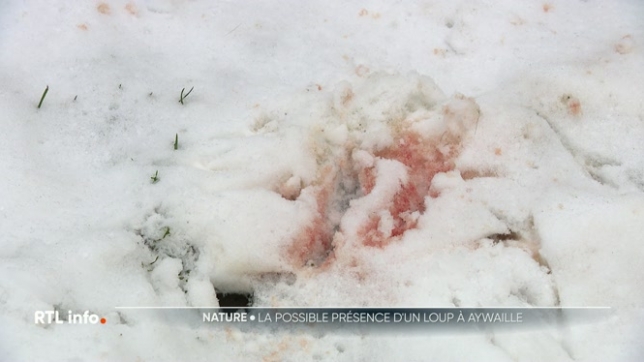 Un chevreuil a été retrouvé mort dans une prairie d'Aywaille, près des habitations. Les voisins s'interrogent sur une possible attaque de loup. Certains indices vont en ce sens, mais rien n'est confirmé pour l'instant.