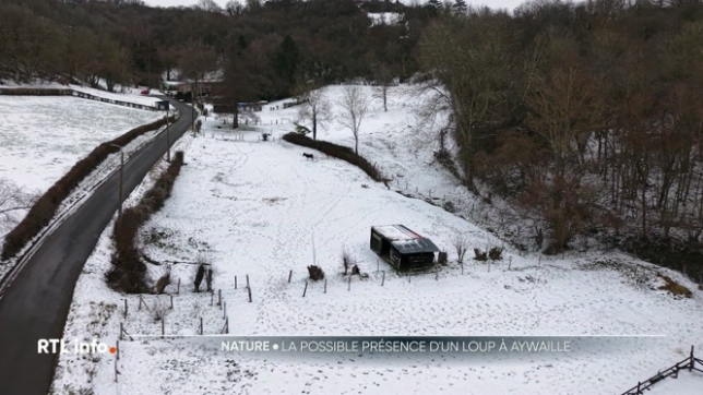 Un chevreuil a été retrouvé mort dans une prairie d'Aywaille, près des habitations. Les voisins s'interrogent sur une possible attaque de loup. Certains indices vont en ce sens, mais rien n'est confirmé pour l'instant.