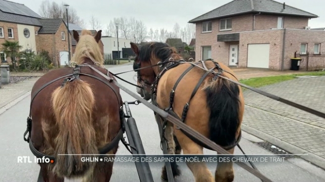 Le mois de janvier marque le démontage des décorations de Noël. Les sapins sont envoyés dans les centre de tri de déchets. Dans le Hainaut: 8 villes et communes ont choisi de les collecter avec des chevaux de trait. Ce service gratuit est proposé par le centre provincial des métiers du cheval.
