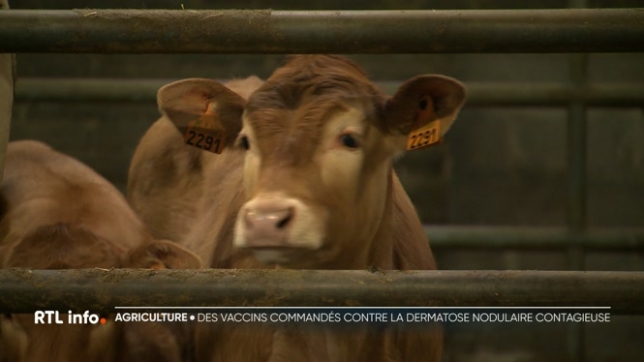 Le ministre fédéral de l'agriculture a lancé l'achat de vaccins contre la dermatose chez les bovins. Une maladie qui touche les bêtes et qui est très contagieuse. La Belgique se prépare pour pouvoir agir vite en cas de contamination chez nous.