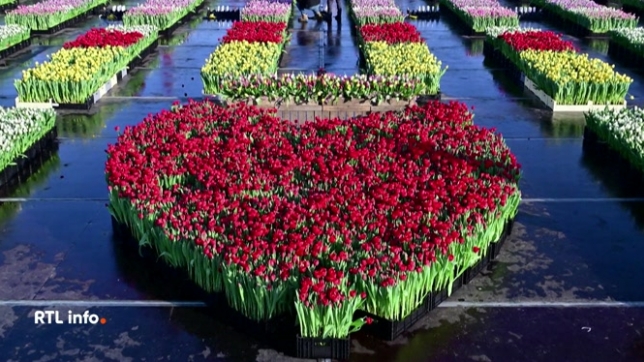 À Amsterdam, 200 000 tulipes ont été offertes au public pour célébrer la journée nationale de cette fleur, symbole d'un pays qui en produit près de 2 milliards par an. Cette distribution gratuite, très suivie, marque chaque janvier le lancement officiel de la saison des tulipes coupées aux Pays-Bas.