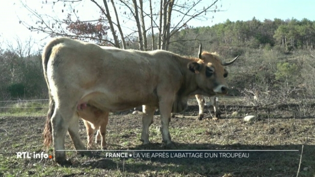 Une autre préoccupation grandit chez certains agriculteurs français : la crainte de voir la dermatose nodulaire contagieuse s'installer durablement et fragiliser un secteur déjà éprouvé. Dans les Pyrénées-Orientales, plusieurs éleveurs racontent la brutalité des abattages préventifs.