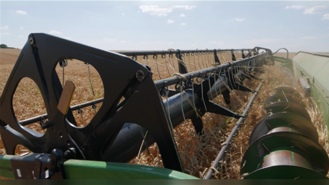 Près de 90 % des céréales belges sont aujourd’hui destinées au bétail ou aux biocarburants, faute de rentabilité et de conditions climatiques stables. Résultat : le pain consommé en Belgique est fabriqué, en grande partie, à partir de céréales étrangères. Un paradoxe auquel le secteur et les autorités wallonnes cherchent désormais à remédier.