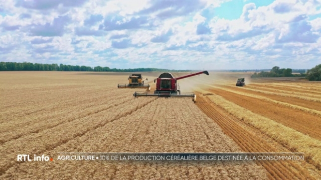 Les agriculteurs belges craignent une concurrence déloyale avec l'accord UE-Mercosur, notamment en ce qui concerne la viande produite en Belgique. Mais qu'en est-il des céréales ? Les agriculteurs wallons nourrissent-ils encore la population belge? Réponse avec Roxane Josse et Denis Caudron.