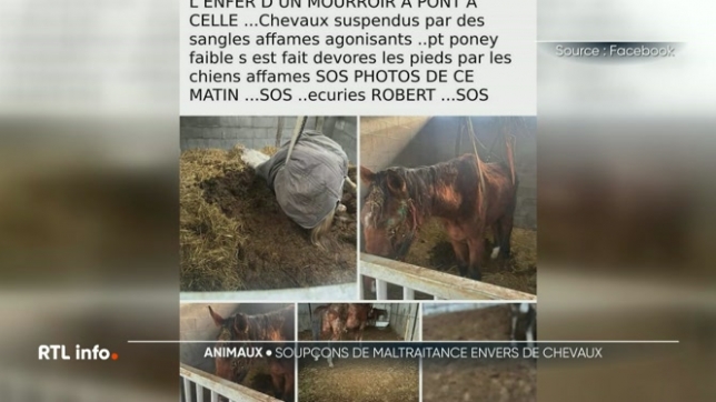 Des chevaux délaissés, extrêmement maigres ou morts abandonnés, ont été découverts dans une écurie privée de Pont-à-Celles. Des faits dénoncés par une association de défense des animaux, depuis les témoignages se multiplient et une enquête est en cours.