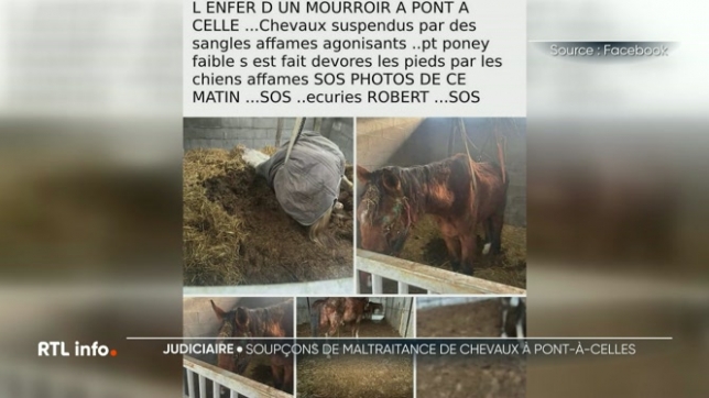Des chevaux délaissés, extrêmement maigres ou morts abandonnés, ont été découverts dans une écurie privée de Pont-à-Celles. Des faits dénoncés par une association de défense des animaux, depuis les témoignages se multiplient et une enquête est en cours.