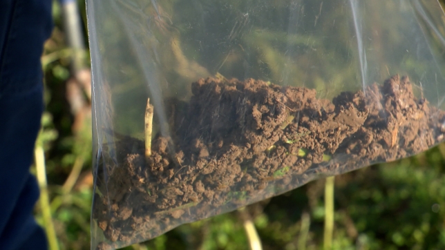 WEB POLLUTION SOLS.00_00_49_15.Still001.jpg