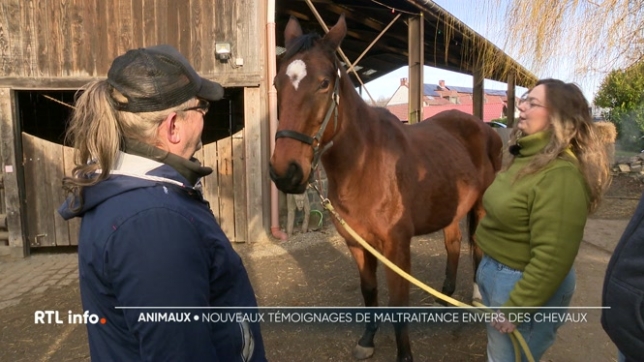 Les témoignages accablants affluent au sujet de faits de maltraitance animale sur des chevaux à Pont-à-Celles. La situation ne serait pas neuve mais des questions subsistent: qui est responsable ? Les propriétaires des animaux ou le propriétaire de l'écurie ? Eclairage.