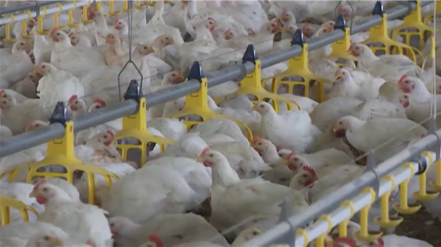 Impossible de passer à côté. Dans les supermarchés, le poulet est partout : en filets, poitrine, surgelé, entier ou découpé. La Wallonie consomme deux fois plus de volaille qu’elle n’en produit. Résultat : il est parfois difficile de consommer du poulet belge.