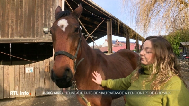 Les autorités ont décidé de mettre en place des mesures de surveillance exceptionnelles dans l'écurie de Pont-à-Celles où plusieurs cas de maltraitance sur chevaux ont été signalés. Il s'agira de s'assurer trois fois par jour que les cheveux sont nourris et abreuvés.