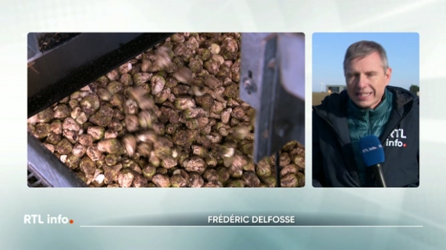 L'arrachage des betteraves est terminé depuis bien longtemps, mais leur transport vers les râperies et les sucreries s'achèvent seulement maintenant. Au final, la saison 2025 s'avère exceptionnelle avec des rendements records, tant en tonnage brut qu'en taux de sucre.