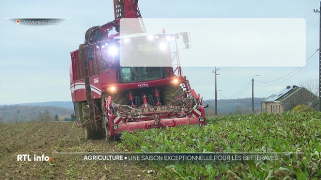 L'arrachage des betteraves est terminé depuis bien longtemps, mais leur acheminement vers les râperies et les sucreries s'achèvent seulement maintenant. Au final, la saison 2025 s'avère exceptionnelle avec des rendements records. Mais les prix de vente ont largement chuté, et la rentabilité est mena