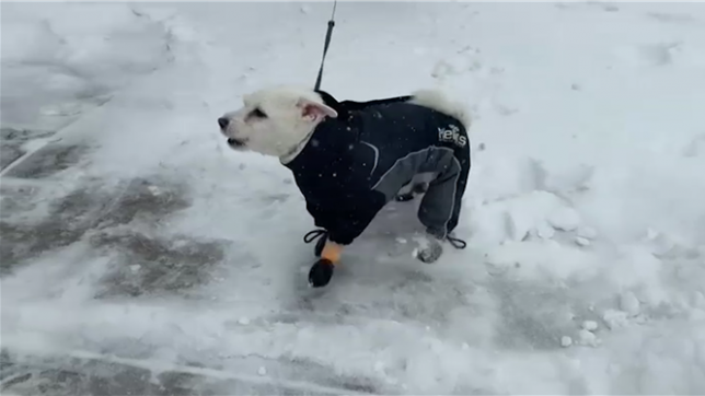 Une tempête hivernale frappe plusieurs états des États-Unis