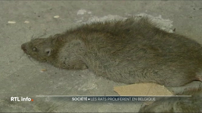 C'est le cas dans les campagnes mais aussi dans les villes. Une prolifération qui s'explique, notamment, par le fait que ces rongeurs sont devenus résistants aux produits censés les éliminer. Aujourd'hui, une députée wallonne s'inquiète et met en garde contre les risques sanitaires.