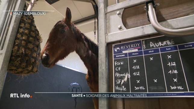 Des animaux très mal en point ont été saisis dans une écurie de Pont-à-Celles et chez une propriétaire à Ransart. Certains étaient même en danger de mort. Aujourd'hui, la priorité est donc de les soigner, mais de quelle façon ?