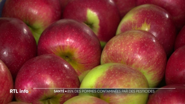 L'enquête comporte également un volet belge qui révèle que, sur quatre pommes récoltées en Belgique, trois présenteraient des résidus de pesticides.