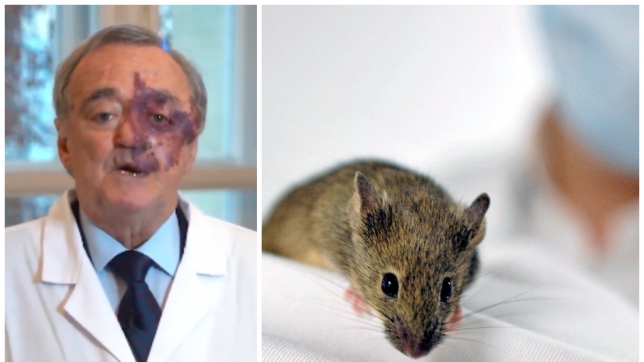 Des souris utilisées dans l’étude de Mariano Barbacid ont vu disparaître complètement le cancer du pancréas grâce à une nouvelle thérapie combinée.