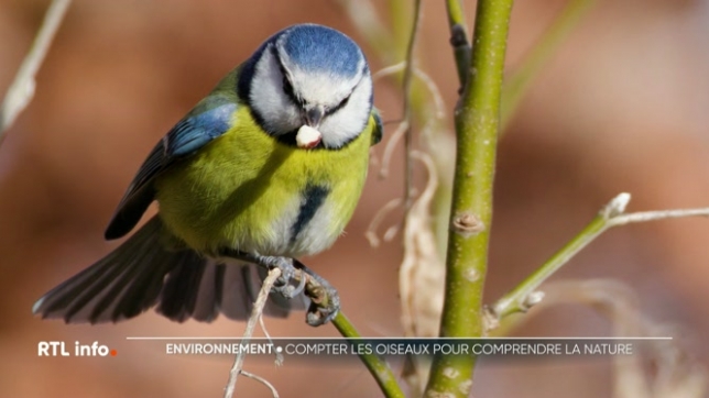 Natagora a organisé son grand comptage des oiseaux ce week-end. Cette année, on constate un phénomène rarissime: l'arrivée massive de mésanges bleues en provenance de l'Est.