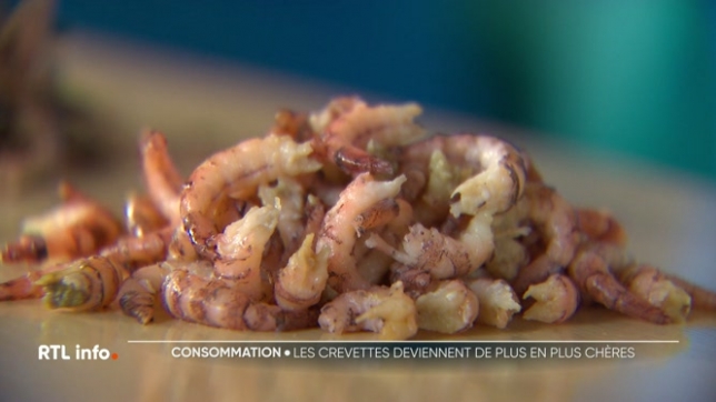 Les crevettes grises comptent parmi les produits dont les prix ont le plus flambé : +67 % depuis janvier 2022 selon Testachats. Comment expliquer cette augmentation des prix ?