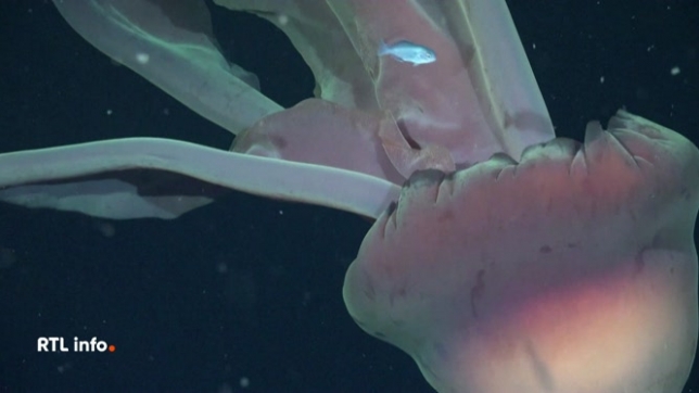 Une méduse géante longue de 10 mètres, issue d'une espèce très rare, a été filmée par des chercheurs dans les eaux de l'océan Pacifique au large de l'Argentine. Ces méduses n'ont pas de tentacules urticants, et se servent de leurs bras pour attraper leurs proies.