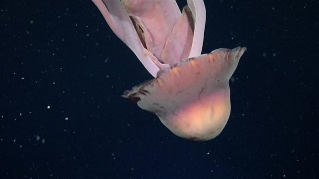 6900 OFF Méduse Géante.jpg