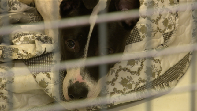 Les SPA s’inquiètent d’une hausse des abandons volontaires, portée par la hausse du coût de la vie et les récentes mesures gouvernementales, notamment les exclusions du chômage. Face à l’impossibilité de subvenir aux besoins de leurs animaux, de plus en plus de propriétaires se tournent vers les refuges.