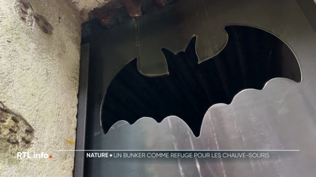 Des bâtiments de la commune d'Attert sont en train d'être aménagés pour accueillir des hôtes un peu particulier: des chauves-souris. Les petits mammifères pourront bientôt s'abriter dans un bunker et dans un ancien transformateur d'Orès.