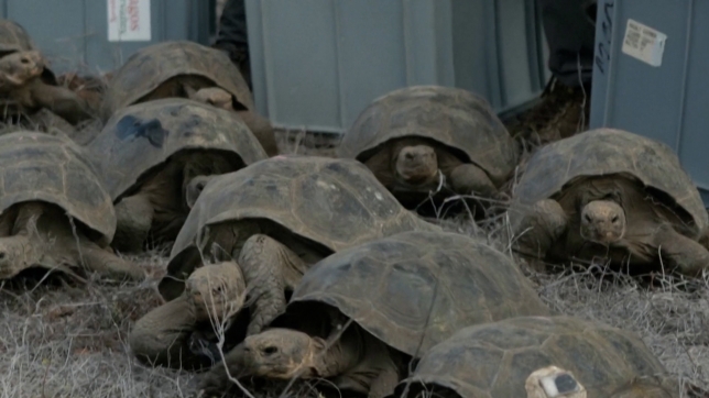 Île Floreana - L'Équateur réintroduite 158 tortues géantes sur une île des Galápagos.00_00_47_08.Still001.jpg