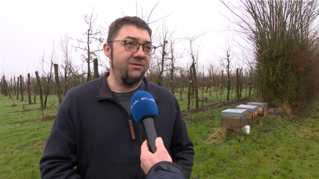 Le frelon, grand ennemi pour la biodiversité, va bientôt faire son retour