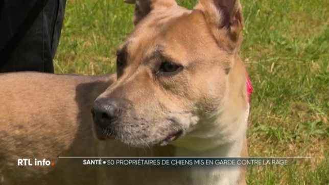 L'Agence fédérale pour la sécurité de la chaîne alimentaire a été informée d'un cas de rage détecté chez un chien en Allemagne, un animal adopté via un organisme russe. Par mesure de précaution, elle a donc contacté une cinquantaine de Belges ayant adopté leur chien par le même intermédiaire.
