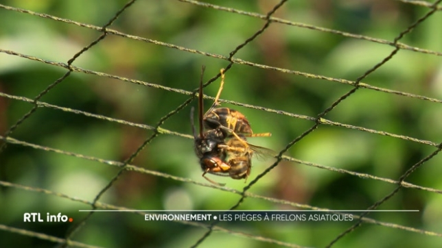 L'année dernière a été très difficile pour les apiculteurs, en raison de la prolifération massive du frelon asiatique. La riposte s'organise désormais dès maintenant, avant le printemps, pour tenter de limiter son impact.