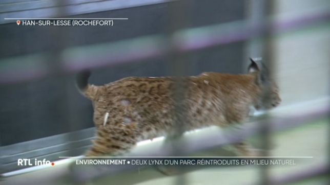 Ils seront bientôt relâchés dans des forêts en Allemagne dans le cadre d'un programme de conservation. Ils sont partis et seront complètement relâchés après une courte adaptation dans leur environnement naturel.