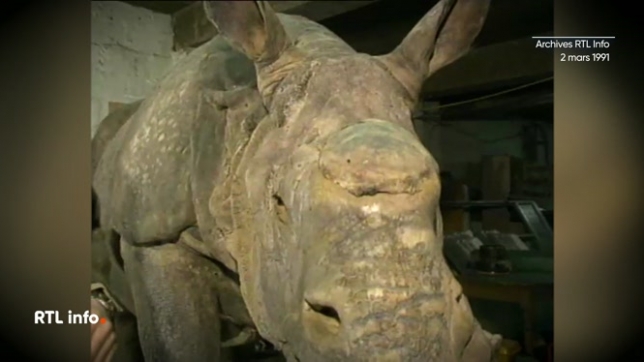 Un taxidermiste liégeois a reconstitué un rhinocéros indien à partir de sa peau uniquement, pour le musée d'histoire naturelle de Bruxelles.