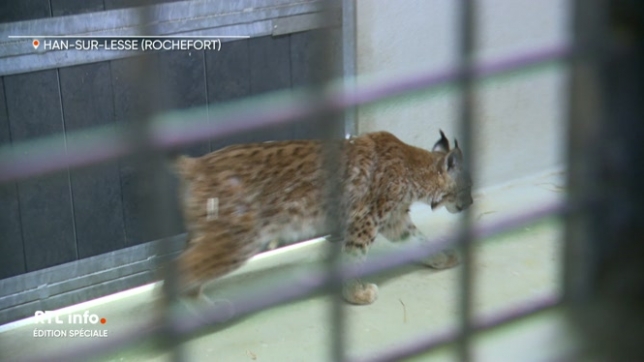 Ils seront bientôt relâchés dans des forêts en Allemagne dans le cadre d'un programme de conservation. Ils sont partis et seront complètement relâchés après une courte adaptation dans leur environnement naturel.