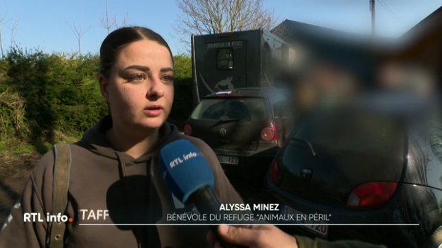 Les services du bien-être animal et la police sont intervenus dans un manège de Liberchies. Au même endroit qu'il y a un mois. La propriétaire de l'établissement a voulu foncer en voiture sur les bénévoles. Elle a été arrêtée.