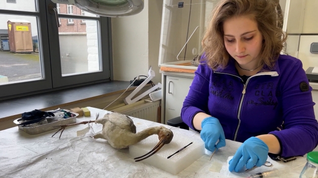 RTL INFO 13h Clean.13_18_57_00.Still002.jpg