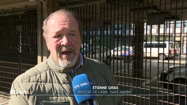 La propriétaire de l'écurie de Liberchies qui a provoqué un accident lors d'une saisie de chevaux maltraités n'a pas été arrêtée. Comment cette écurie peut-elle encore être en activité, malgré les multiples alertes des associations ?