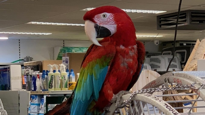 Magasin Animal Succès