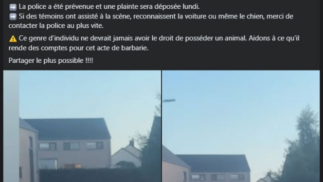 chien.jpg