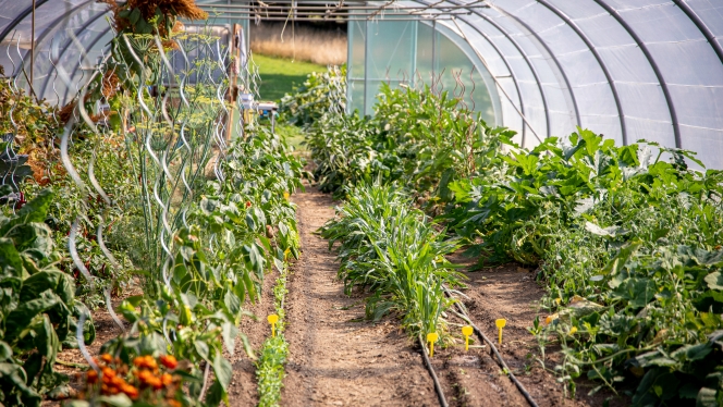 tomates-culturescmmarkovic-2021-047